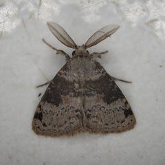 Ilema costalis