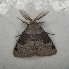 Ilema costalis