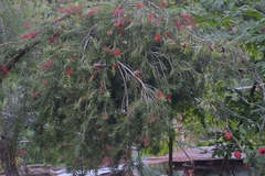 Heterophasia capistrata