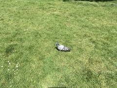 Columba livia domestica