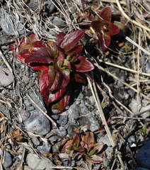 Epilobium glandulosum