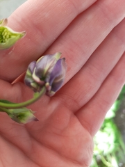 Thalictrum aquilegiifolium