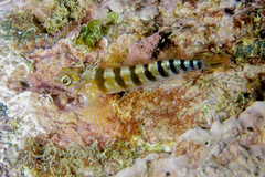 Notoclinops segmentatus