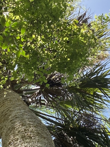 Clematis catesbyana, photograph 3