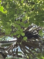 Clematis catesbyana, photograph author not stated, no rights reserved