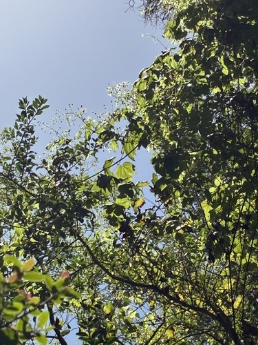 Clematis catesbyana