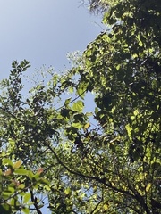 Clematis catesbyana