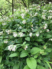 Symphytum × hidcotense