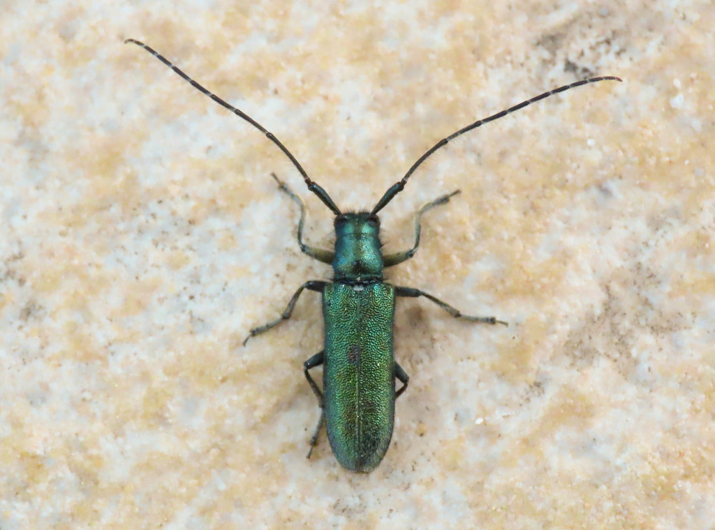 Agapanthia violacea