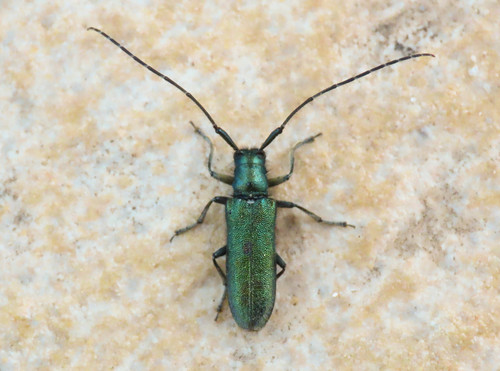 Agapanthia violacea