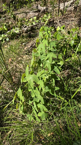 Passiflora subpeltata, photograph 6