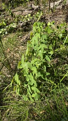 Passiflora subpeltata, photograph (c) Petra Holland, some rights reserved (CC BY)