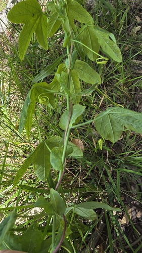 Passiflora subpeltata, photograph 3