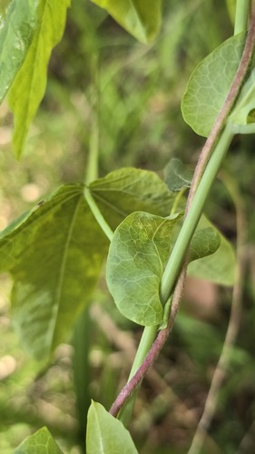 Passiflora subpeltata, photograph 4