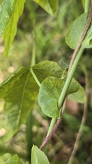 (c) Petra Holland, some rights reserved (CC BY) Passiflora subpeltata, photograph (c) Petra Holland, some rights reserved (CC BY)