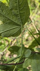 (c) Petra Holland, some rights reserved (CC BY) Passiflora subpeltata, photograph (c) Petra Holland, some rights reserved (CC BY)