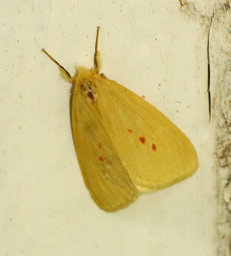 Crorema fulvinotata