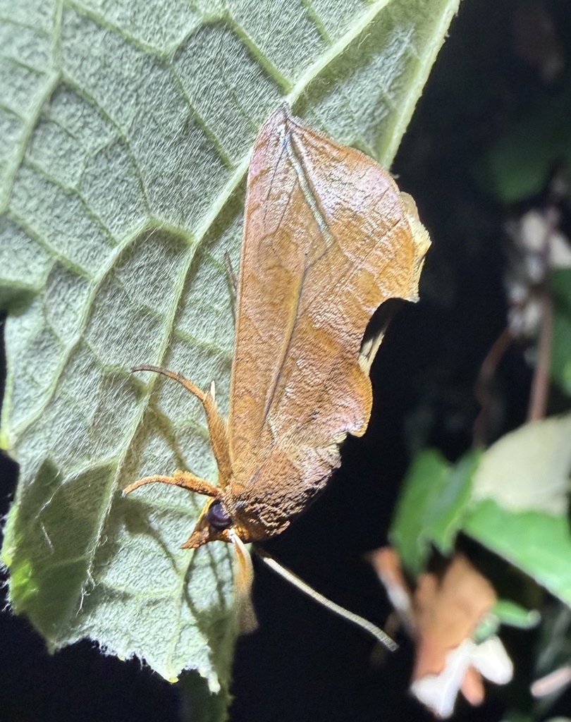 Fruit-piercing moth