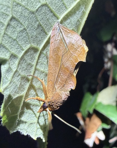 Fruit-piercing moth