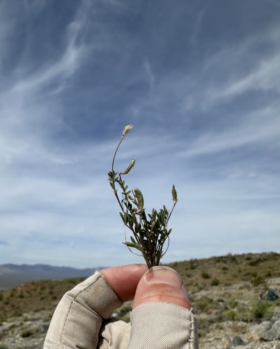 Astragalus nuttallianus imperfectus