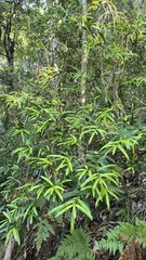 (c) Petra Holland, some rights reserved (CC BY) Podocarpus elatus, photograph (c) Petra Holland, some rights reserved (CC BY)