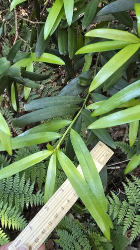 Podocarpus elatus, photograph 4