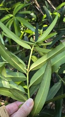 (c) Petra Holland, some rights reserved (CC BY) Podocarpus elatus, photograph (c) Petra Holland, some rights reserved (CC BY)