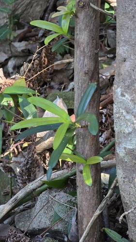 Podocarpus elatus, photograph 6
