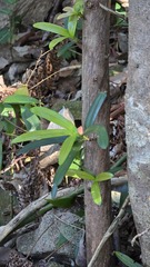 Podocarpus elatus, photograph (c) Petra Holland, some rights reserved (CC BY)