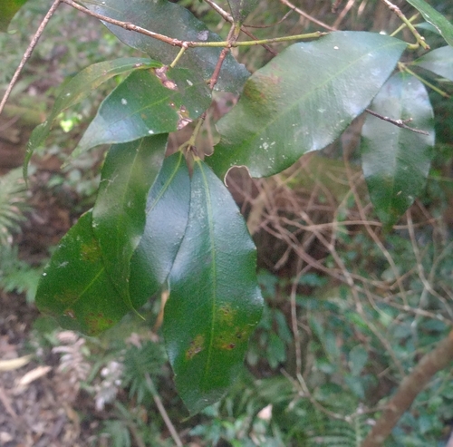 Syzygium oleosum observed 2026-08-07