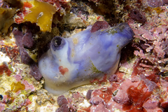 Asterocarpa coerulea