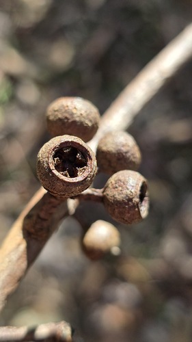 Eucalyptus pilularis, photograph 2