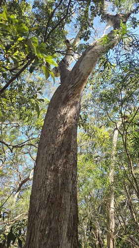 Eucalyptus pilularis