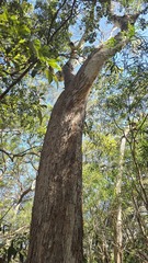 Eucalyptus pilularis, photograph (c) Petra Holland, some rights reserved (CC BY)