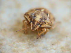 Derula flavoguttata