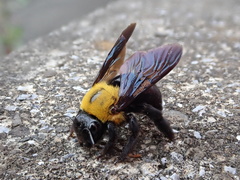Xylocopa appendiculata circumvolans