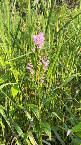 obedient plant