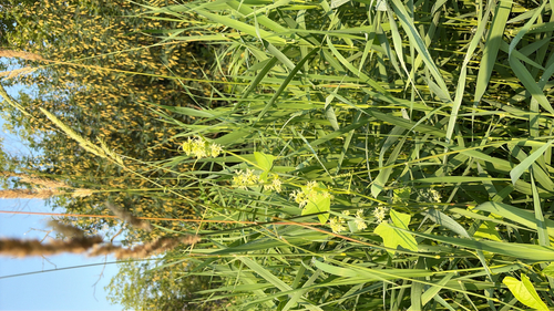 prickly cucumber