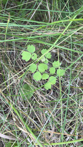 Veiny Meadow-rue