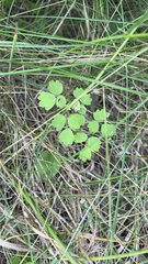 Thalictrum venulosum, photograph (c) Jenn (McPhee) Dyson, some rights reserved (CC BY)