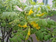 Caragana arborescens