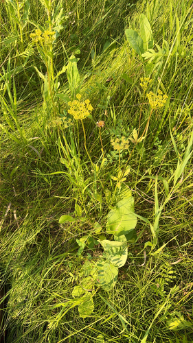 heart-leaf golden Alexanders
