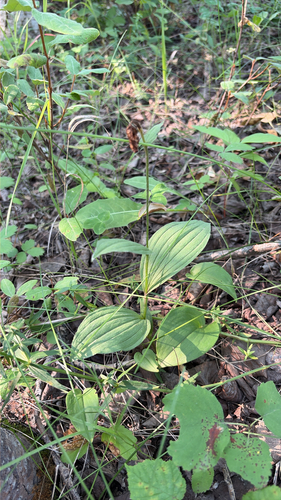 yellow lady's slipper