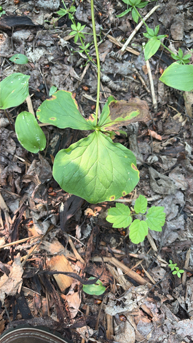 Trillium cernuum, photograph 5