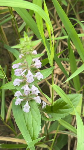 prairie woundwort
