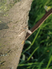 Tipula vernalis