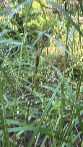 wheat sedge