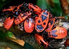 Pyrrhocoris apterus