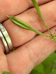 Osmorhiza longistylis, photograph (c) Jenn (McPhee) Dyson, some rights reserved (CC BY)