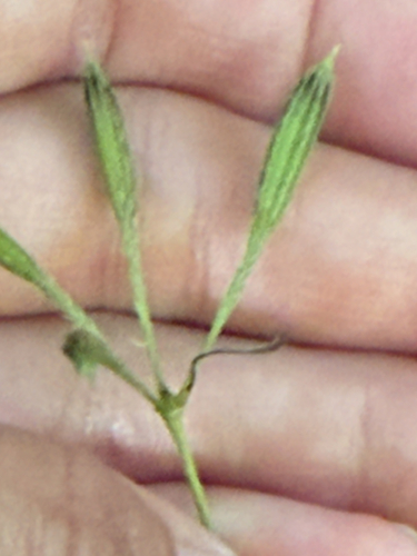 Osmorhiza longistylis, photograph 3